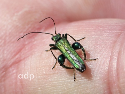 Thick-thighed Beetle (Oedemera nobilio) Alan Prowse
